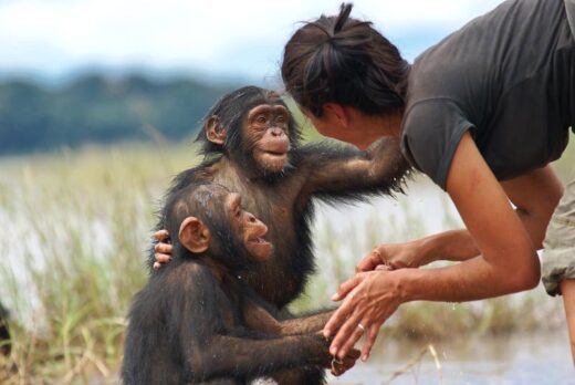 Read more about the article Καμερούν.<br>Παίζοντας με τους χιμπατζήδες!