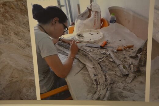 Read more about the article Μυστήριο επτά εκατομμυρίων ετών αναγεννά την Πιερία!<br> Ο Λοξόλοφος Ζυγόδοντας της Νεοκαισάρειας!