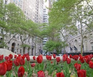 Wall Street στη Νέα Υόρκη.<br> Τι σχέση έχει ο “επιθετικός” ταύρος και το “άφοβο” κοριτσάκι…;